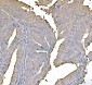 Anti-PKM2 Antibody Picoband™ (monoclonal, 11I4C3)